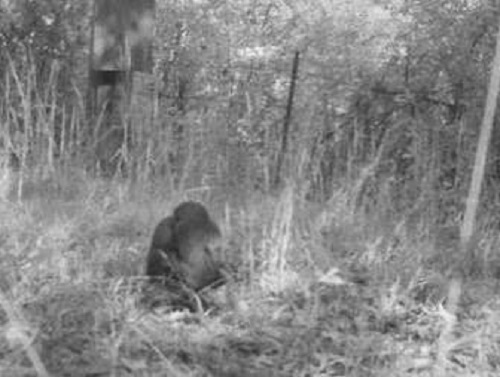 What Do We Know About Bigfoot?